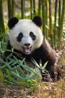 China. Close-up of young giant panda bear. Art Print